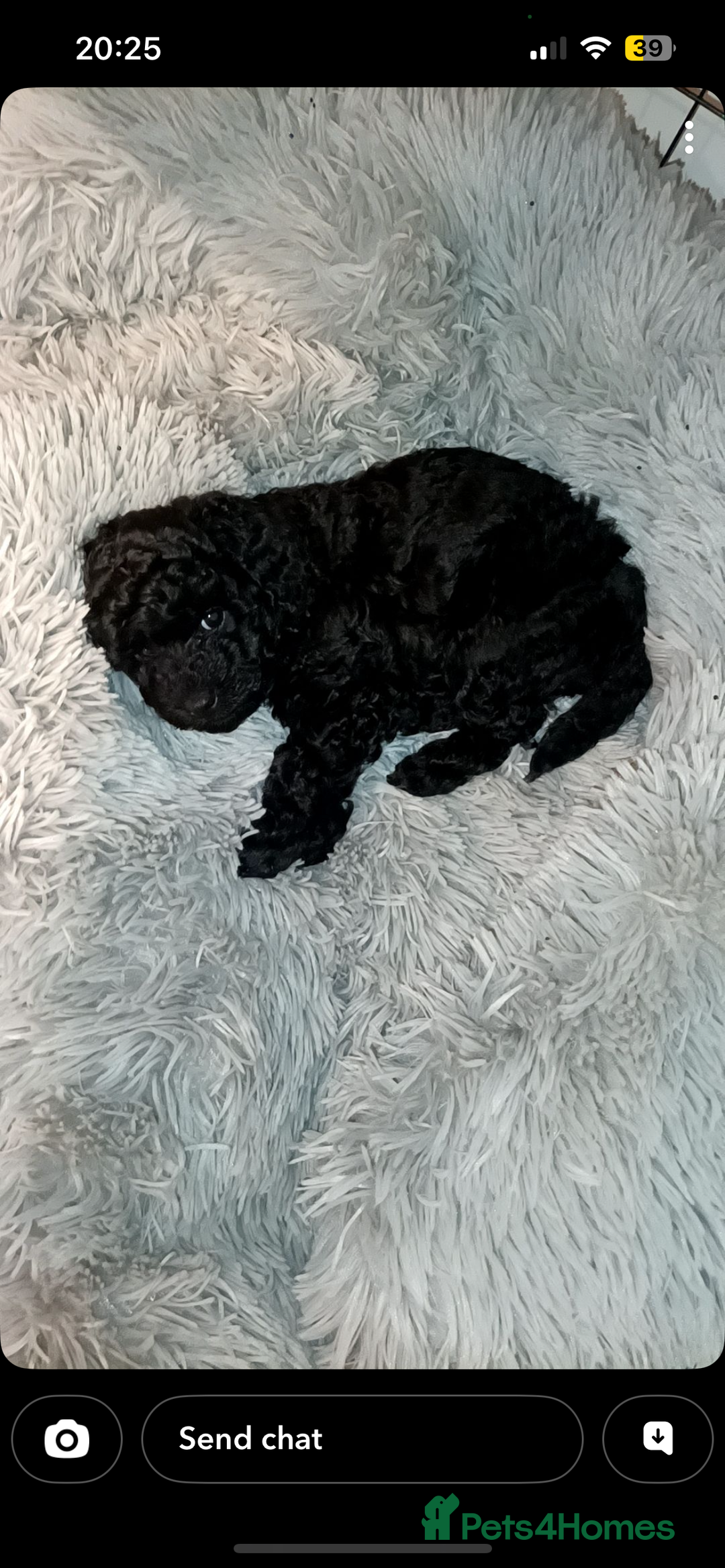 Cockapoo dogs for sale: Stunning health tested F1b cockerpoo puppies - Advert 4