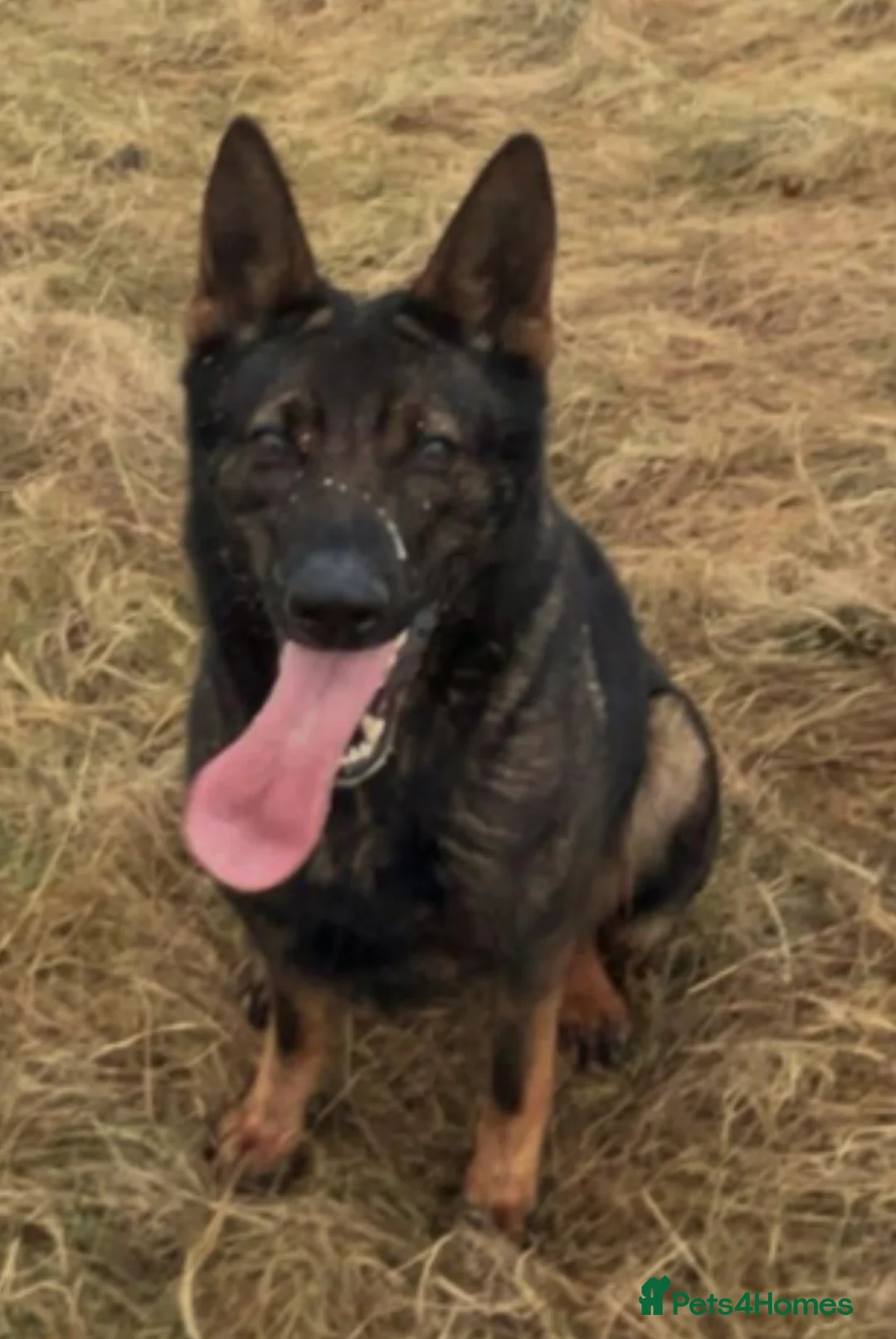 German Shepherd dogs for sale: Short hair Czech German shepards  - Advert 4