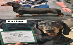 Dachshund dogs for sale: Black and tan silver dapple Daschund  - Image 7