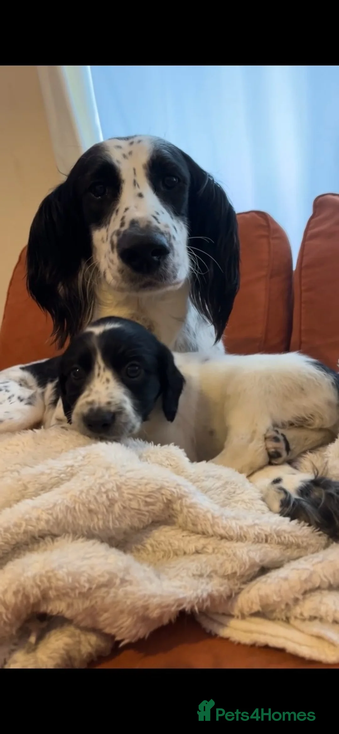 Cocker Spaniel dogs for sale: Cocker spaniel puppies ready to go  - Advert 2