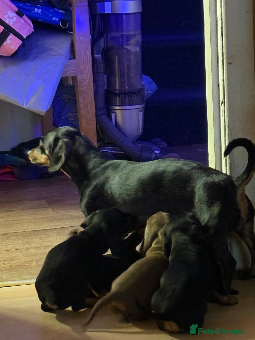 Dachshund dogs for sale: Dachshund puppies for sale  - Advert 7