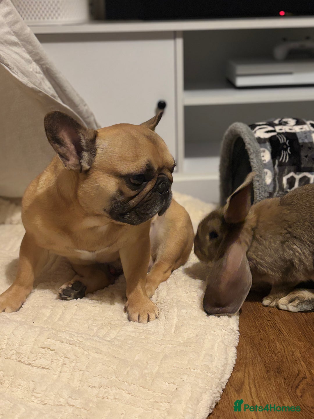 Continental Giant rabbits for sale: Míro The Continental Giant Rabbit - Advert 10