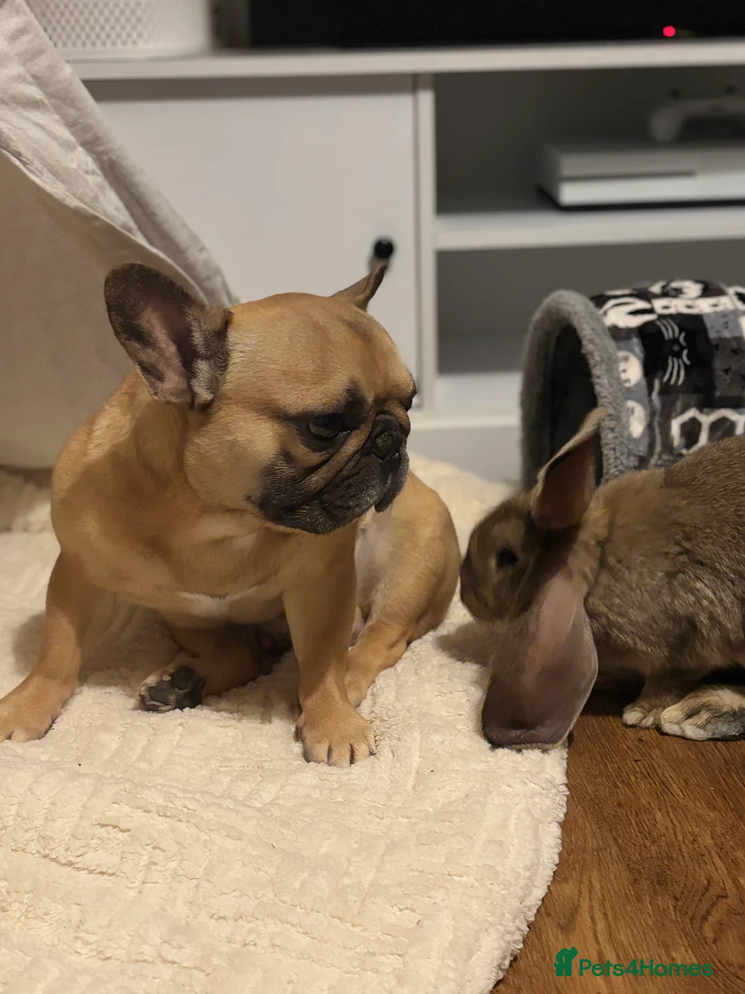 Continental Giant rabbits for sale: Míro The Continental Giant Rabbit - Advert 10