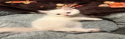 Ragdoll cats for sale: Ragdoll Kittens for sale 🖤 - Advert 3