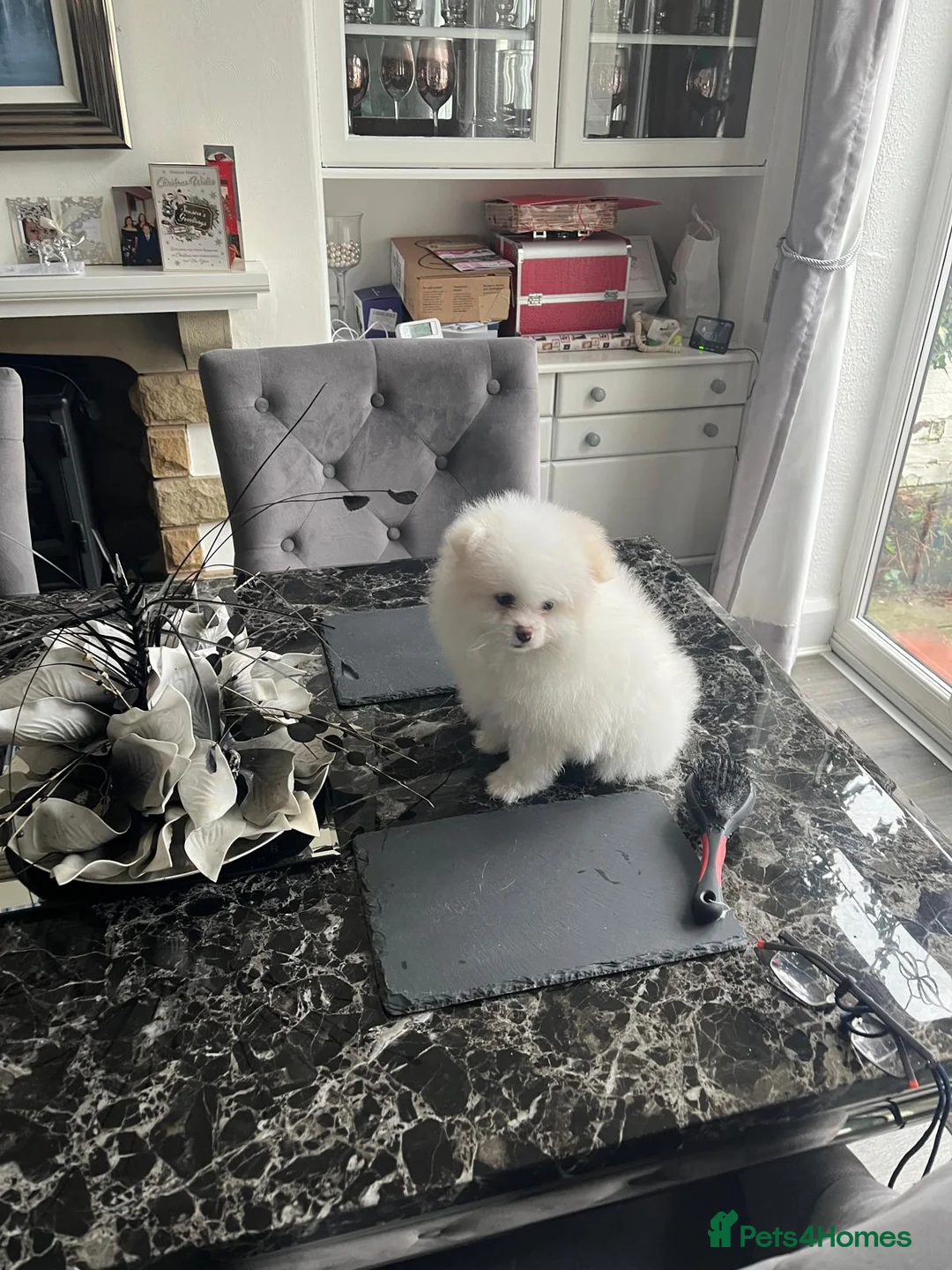 Pomeranian dogs for sale:  Pure white pomeranian puppies ready to leave  - Advert 6