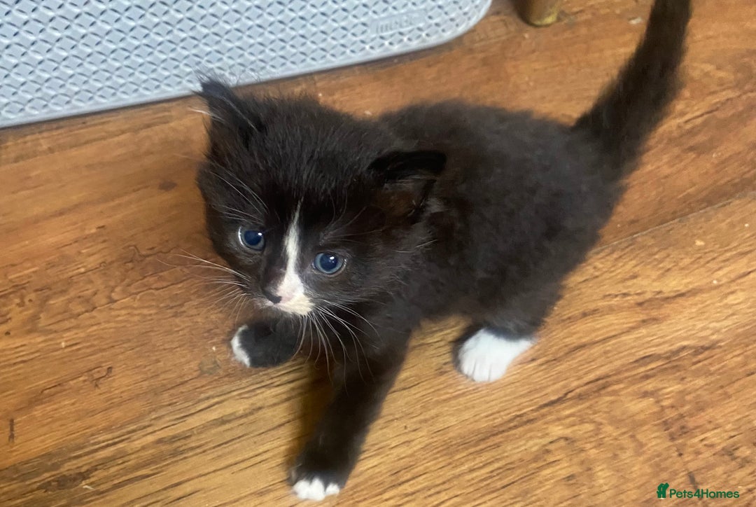Mixed Breed cats for sale: Beautiful long haired kittens - Image 6