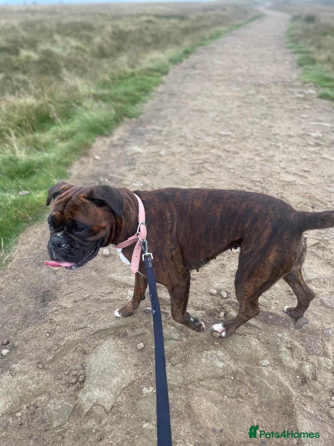 Boxer dogs for sale: Beautiful litter of 6 Pedigree Boxer Puppies  - Advert 1