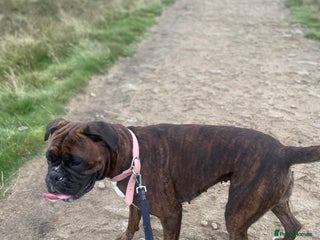 Boxer dogs Beautiful litter of 6 Pedigree Boxer Puppies - Advert 1