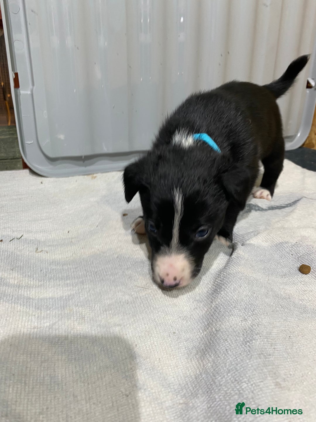 Border Collie dogs for sale: Beautiful border collie pups  - Advert 25