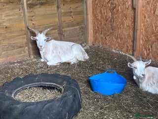 Goats livestock - Advert 33