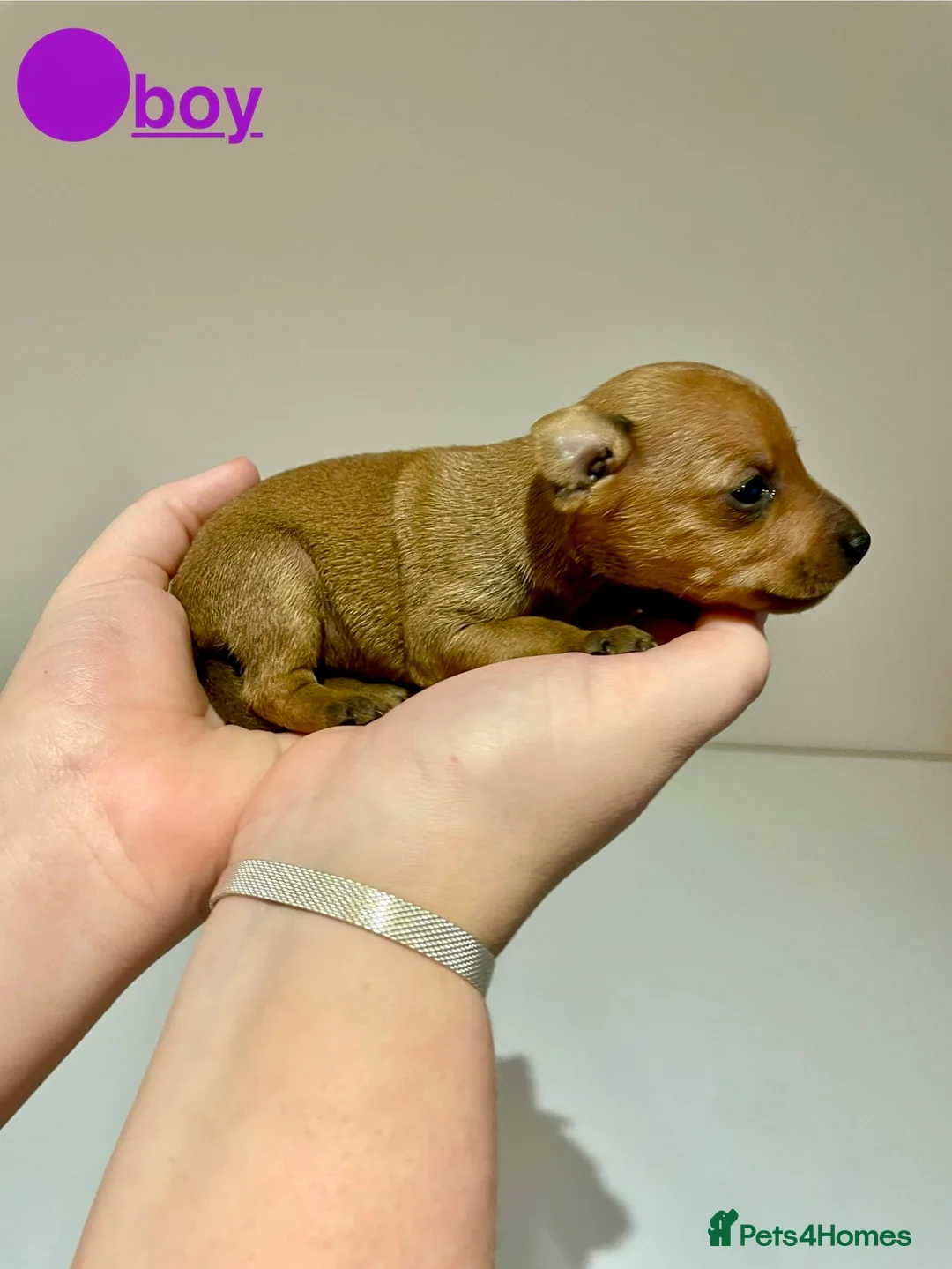 Miniature Pinscher dogs for sale: KC Miniature pincher in Doncaster - Advert 14