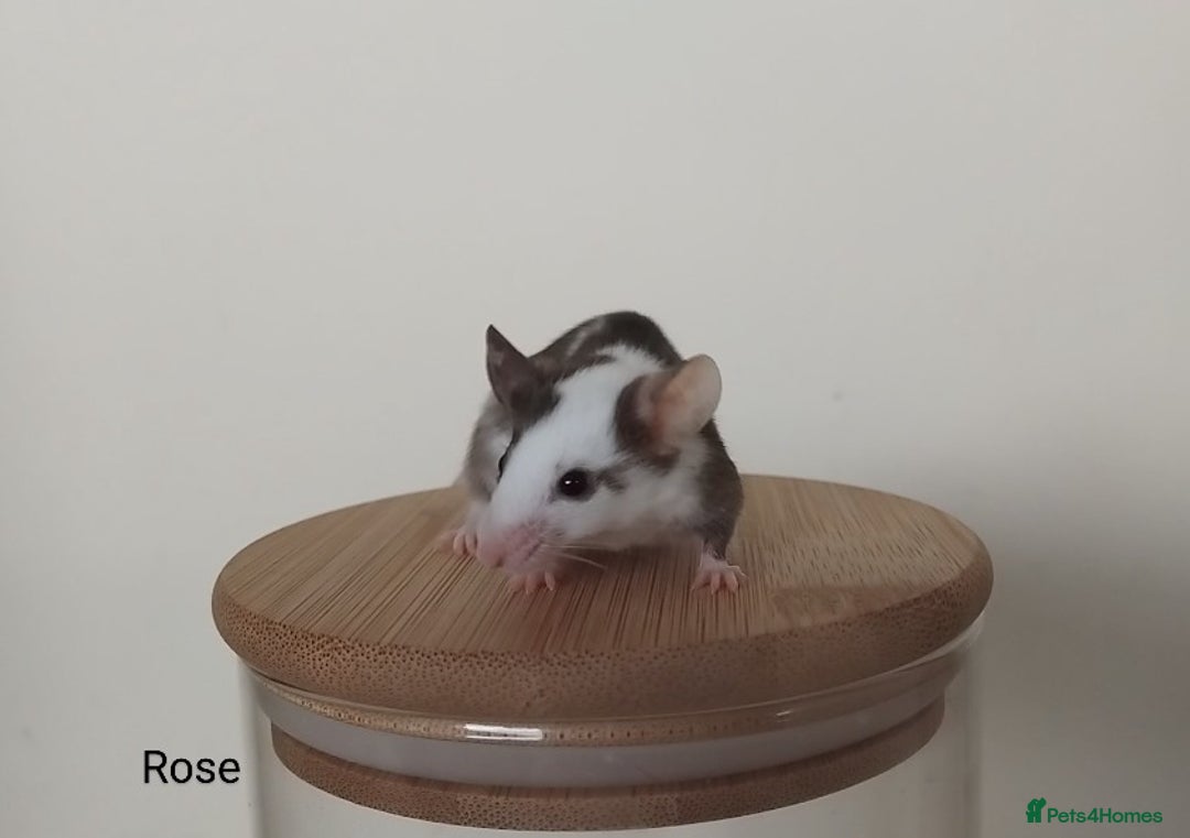 Mouse rodents for sale: 🐭 Female Mice Available for Adoption 🐭 - Image 8