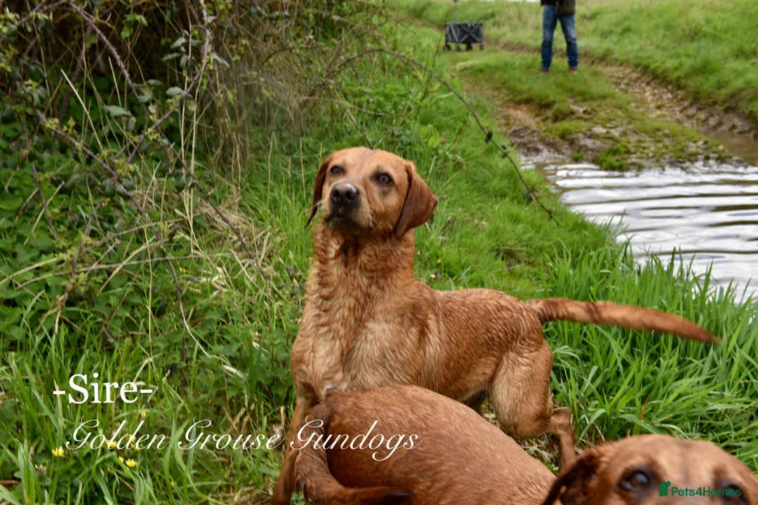 Labrador Retriever dogs for sale: Deep Red Quality Labrador Puppies - Advert 11