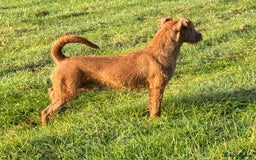 Irish Terrier dogs for sale: Kennel club registered Irish Terrier Puppies - Image 10