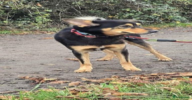 Mixed Breed dogs BRILLIANT BERTIE - Advert 11