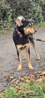 Mixed Breed dogs BRILLIANT BERTIE - Advert 12