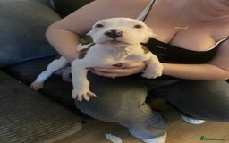 American Bulldog dogs for sale: american bulldog puppies - Image 2