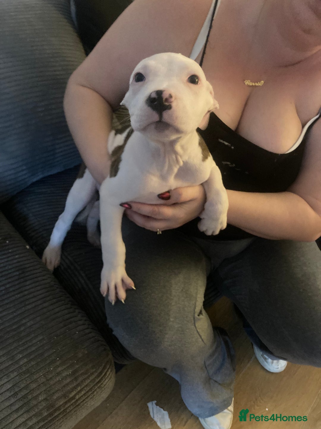 American Bulldog dogs for sale: american bulldog puppies - Image 2