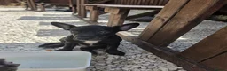 Mixed Breed dogs for sale: 🐶French Bulldog x Border Collie Puppies🐶 - Advert 4