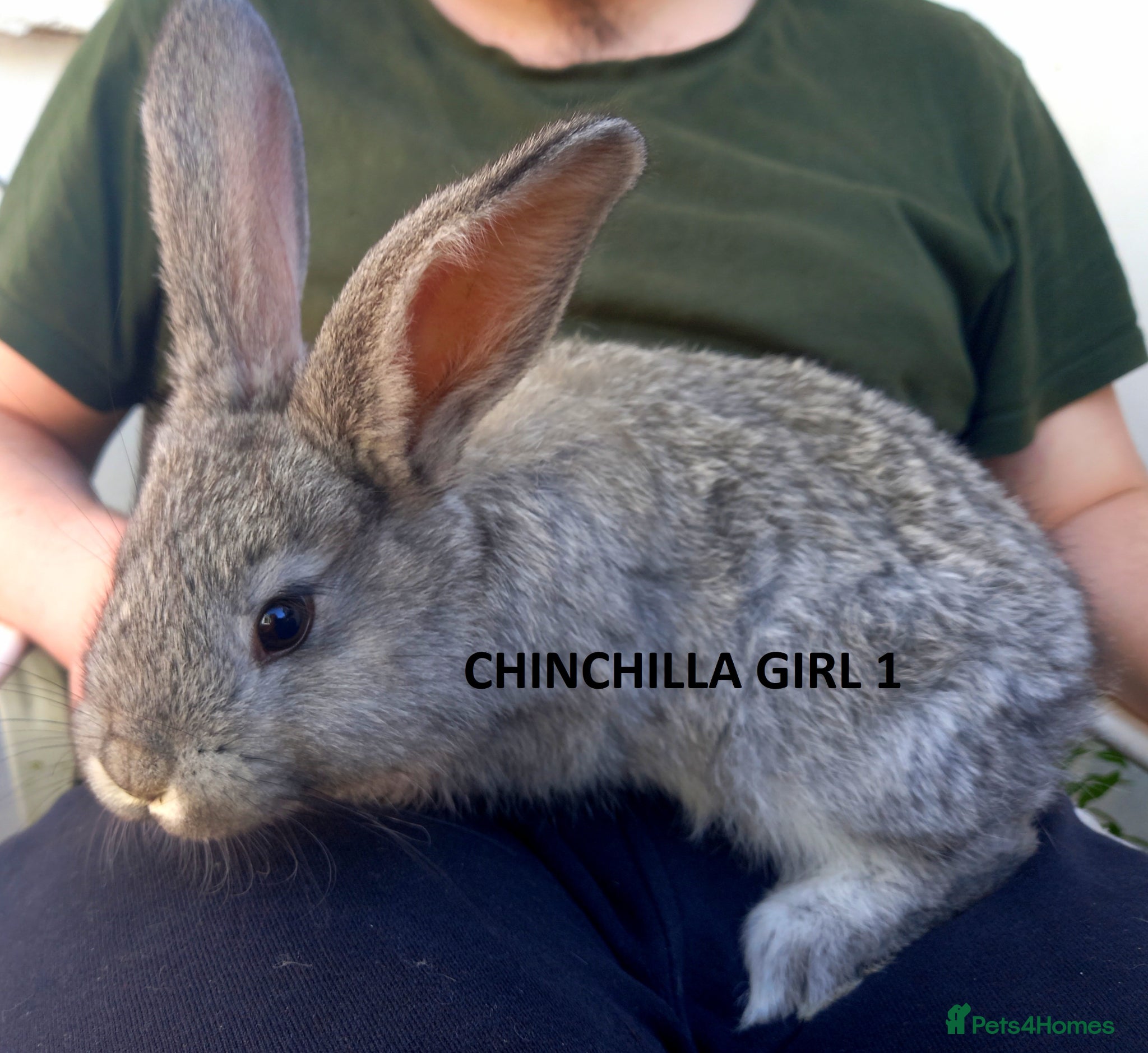 Continental Giant rabbits Quality Continental giants - Advert 20