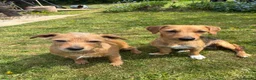 Mixed Breed dogs for sale: Jack Russell Mix Breed Puppies in Woodbridge - Advert 15
