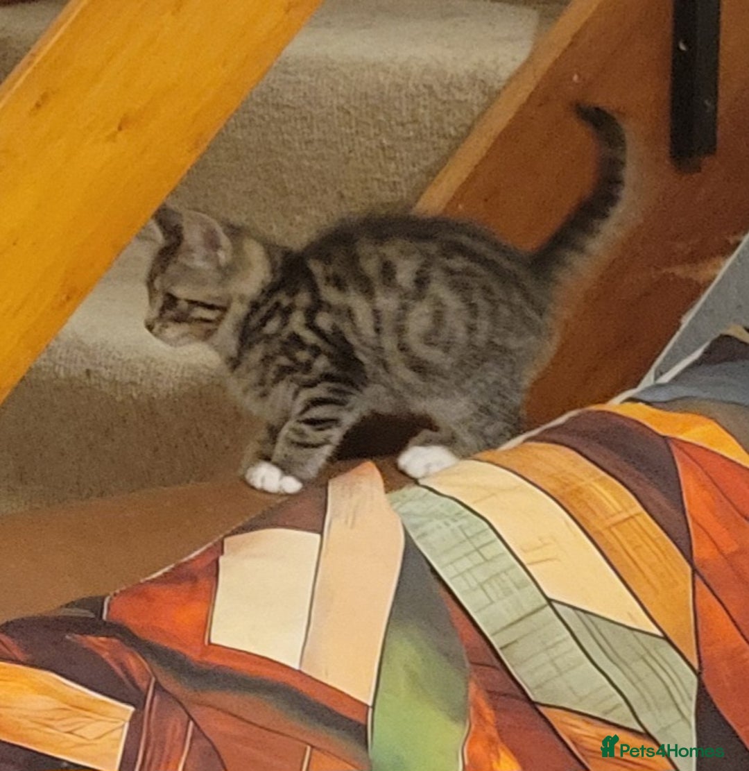 Mixed Breed cats for sale: 2 boys and 1 girl - Image 7