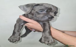 Cane Corso dogs for sale: Cane corso puppies ready to leave now - Image 28