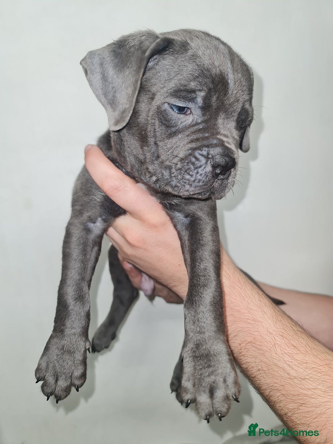 Cane Corso dogs for sale: Cane corso puppies ready to leave now - Image 28