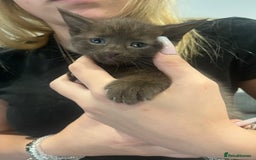 British Shorthair cats for sale: 2 brown kittens and 2 black  - Image 2