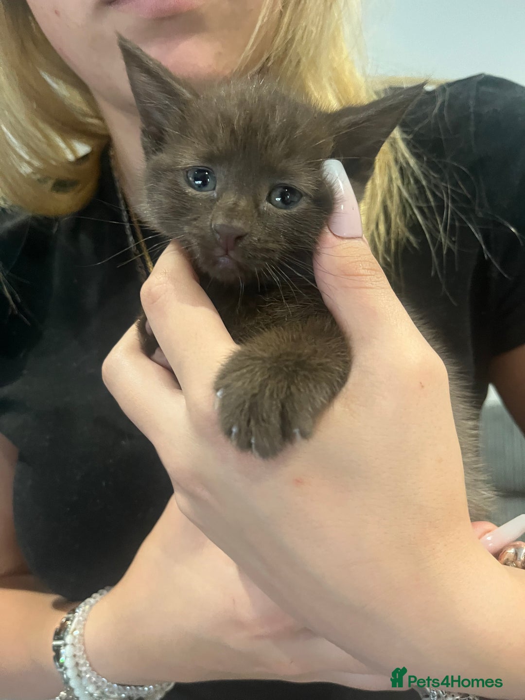 British Shorthair cats for sale: 2 brown kittens and 2 black  - Image 2