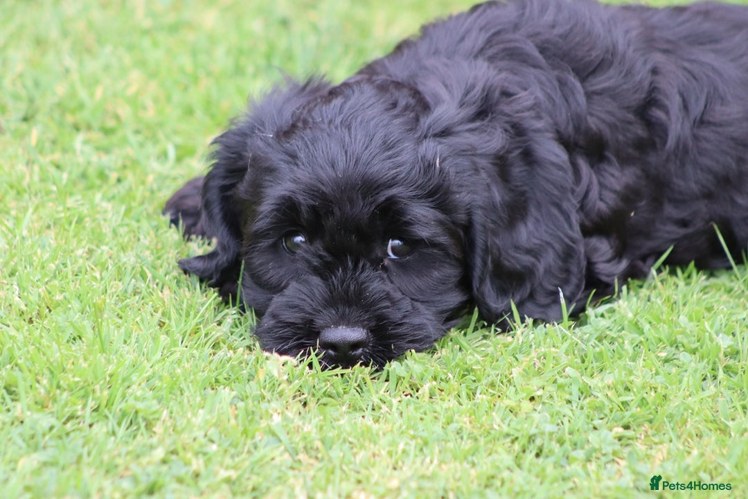 Cavapoo dogs for sale: Beautiful Cavapoo puppies for sale - Image 27