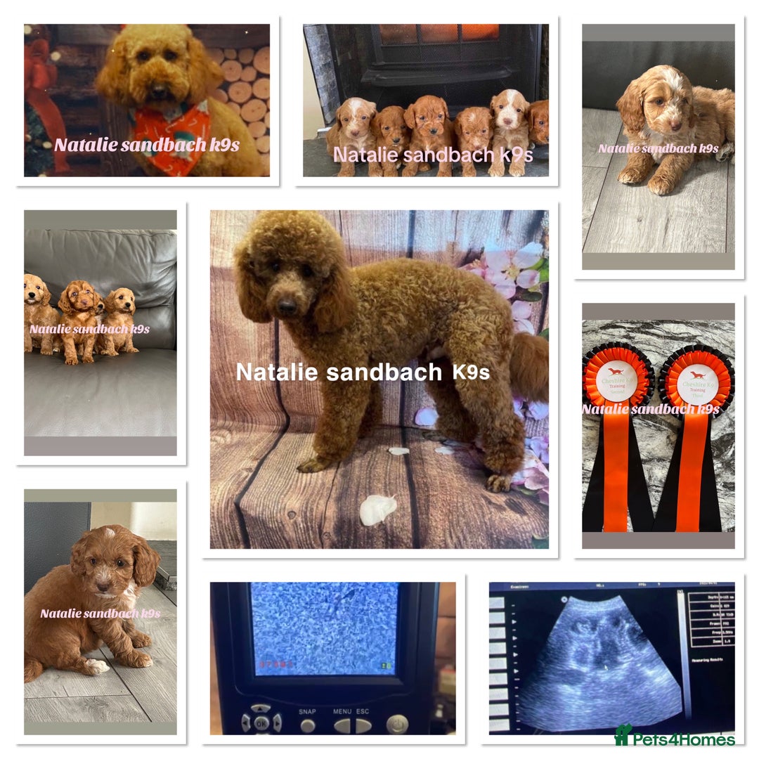 Miniature Poodle dogs for stud: Miniature poodle stud in Sandbach - Advert 12
