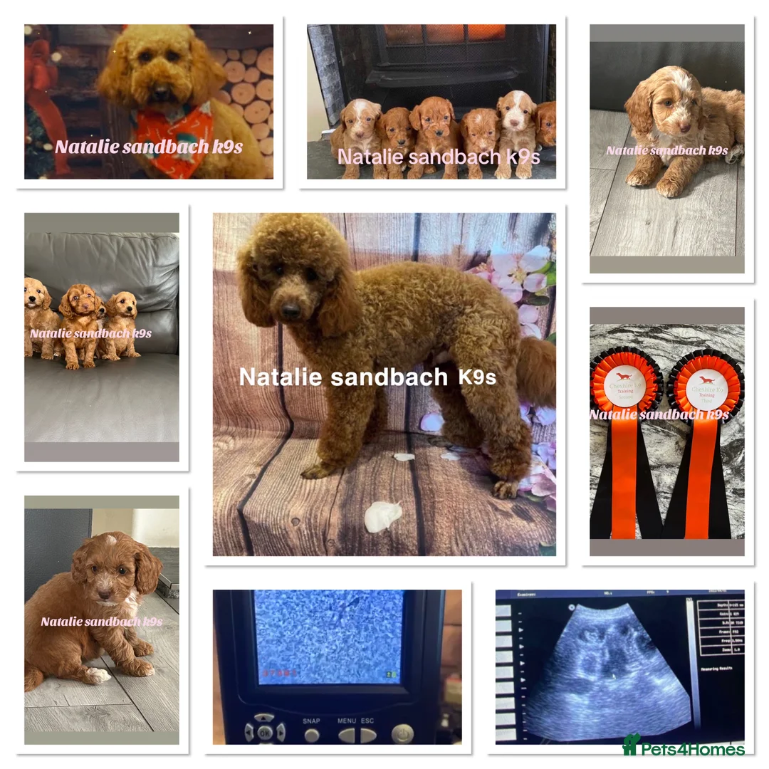 Miniature Poodle dogs for stud: Miniature poodle stud in Sandbach - Advert 12