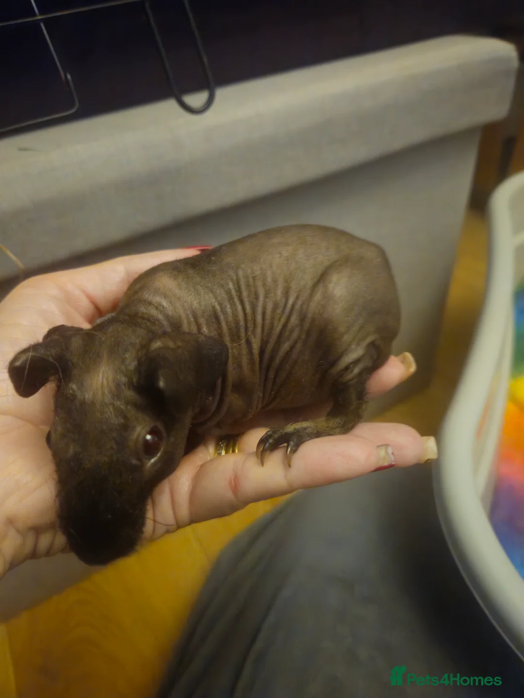 Guinea Pig rodents for sale: Baby guinea pigs - Advert 4