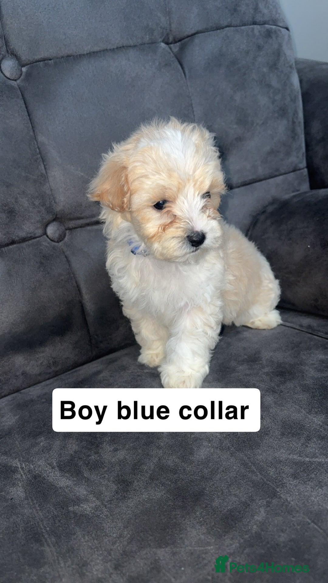 Maltipoo dogs for sale: Stunning maltipoo puppies   - Advert 3