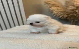 Pomeranian dogs for sale: Outstanding champion bloodline KC reg puppies  - Advert 18