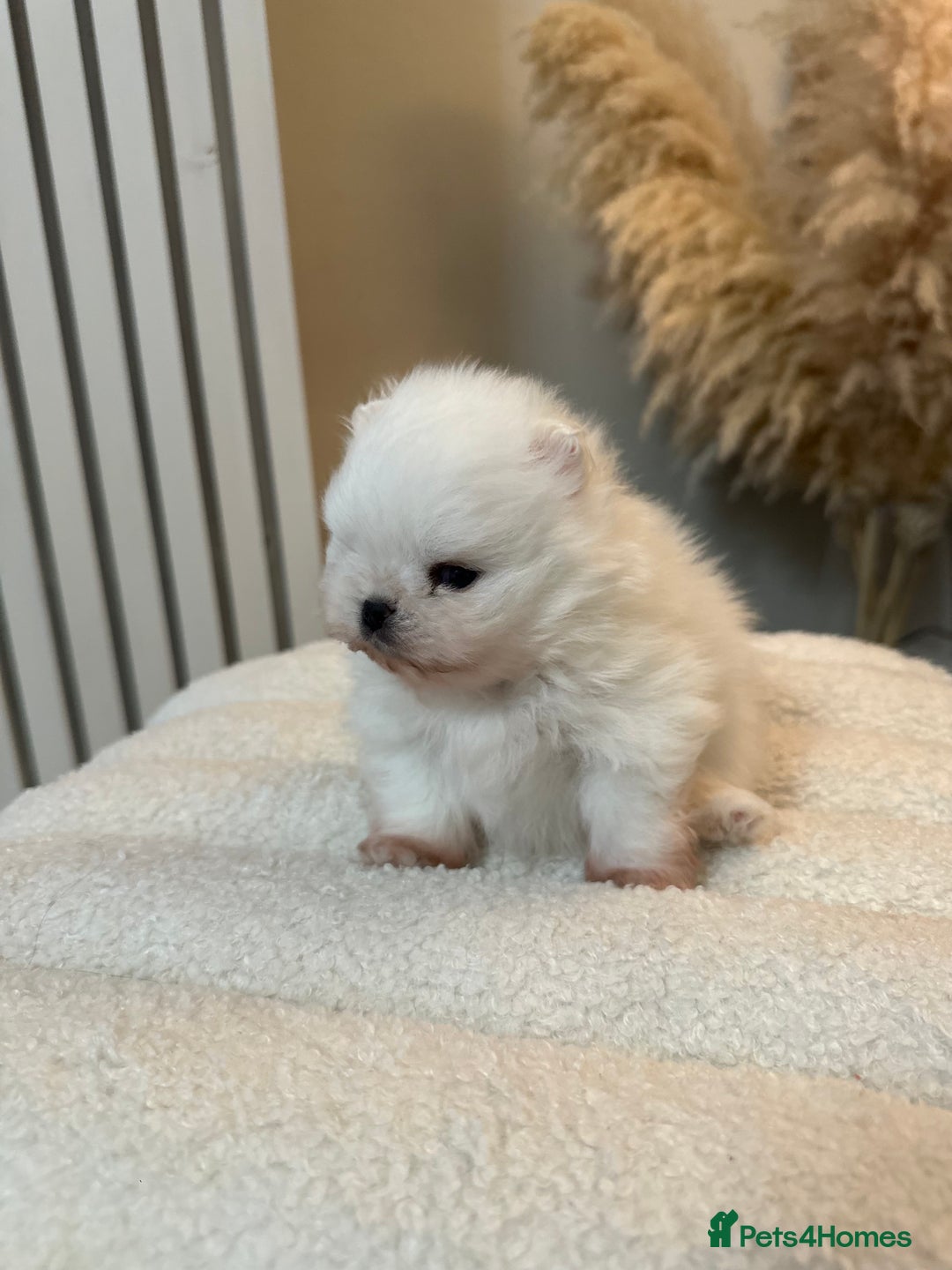 Pomeranian dogs for sale: Outstanding champion bloodline KC reg puppies  - Advert 18