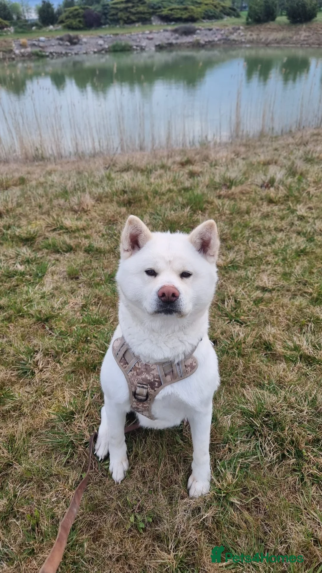 Japanese Akita Inu dogs for sale: Japanese Akita puppies  - Advert 4