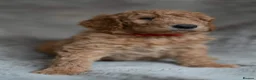 Goldendoodle dogs for sale: Exceptional Health tested Goldendoodle puppies - Advert 23
