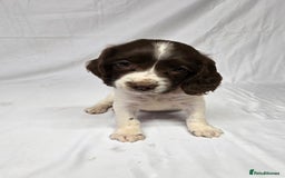 English Springer Spaniel dogs for sale: Calm,Adorable, beautiful Springer spaniel puppies. - Image 4