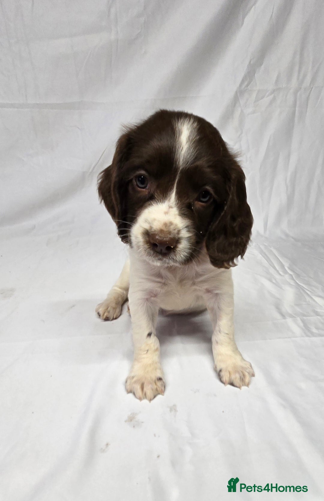 English Springer Spaniel dogs for sale: Calm,Adorable, beautiful Springer spaniel puppies. - Image 4