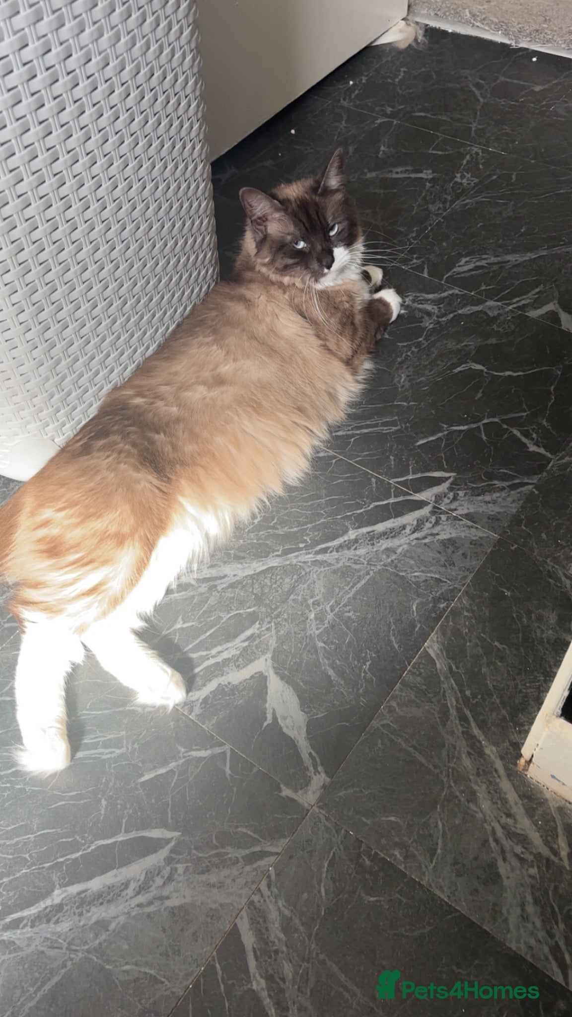Ragdoll cats Female Ragdoll indoor! - Advert 10