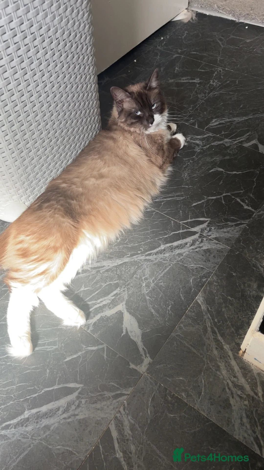 Ragdoll cats for sale: Female Ragdoll indoor! in Southampton - Advert 2