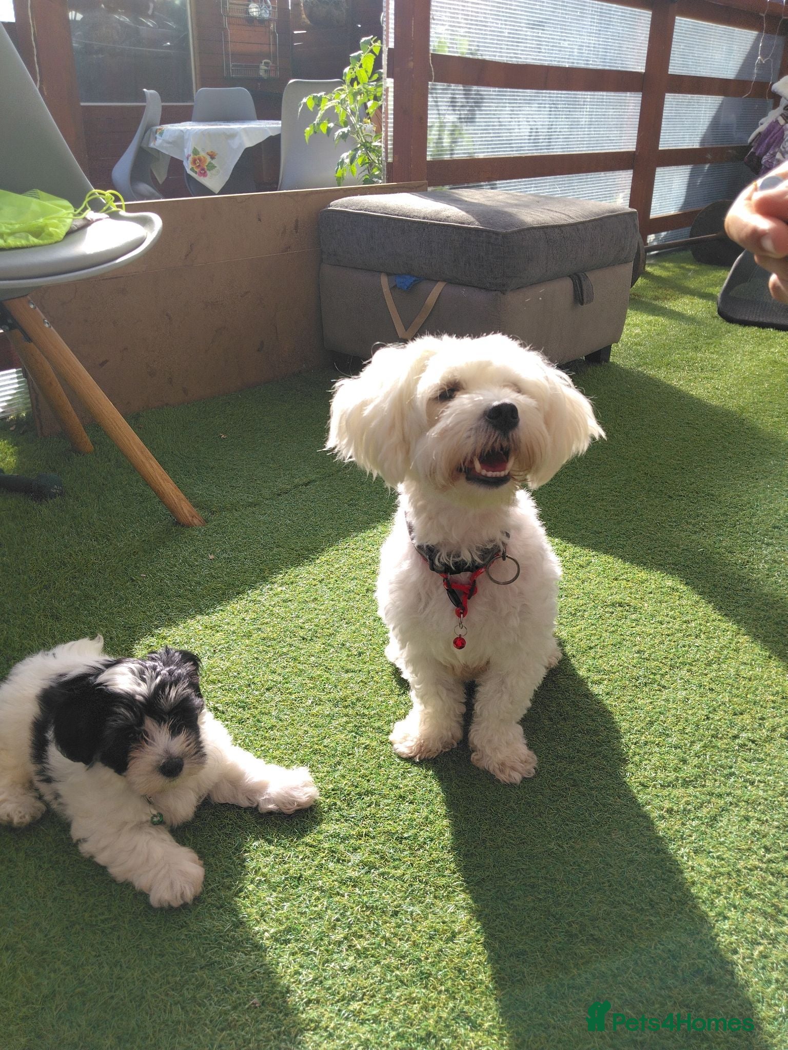 Bichon Frise dogs Bichon puppies - Advert 2