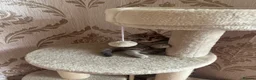 British Shorthair cats for sale: Tabby British shorthair kittens  - Advert 12