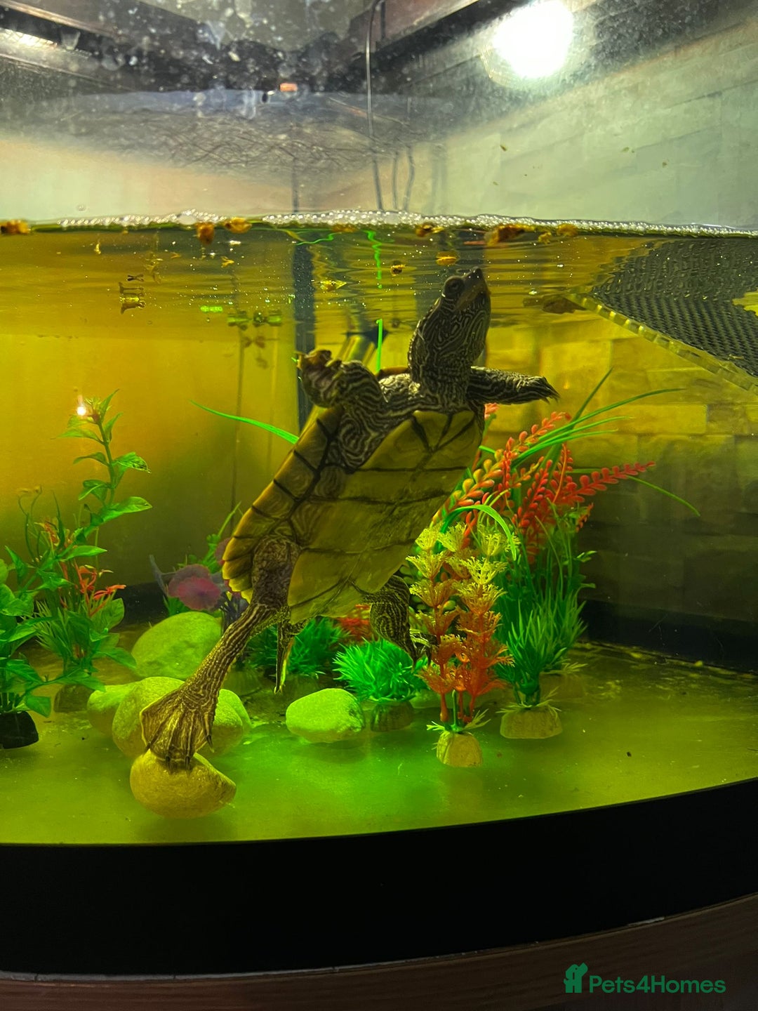 Turtle reptiles for sale: Mississipi Map Turtle - Advert 3