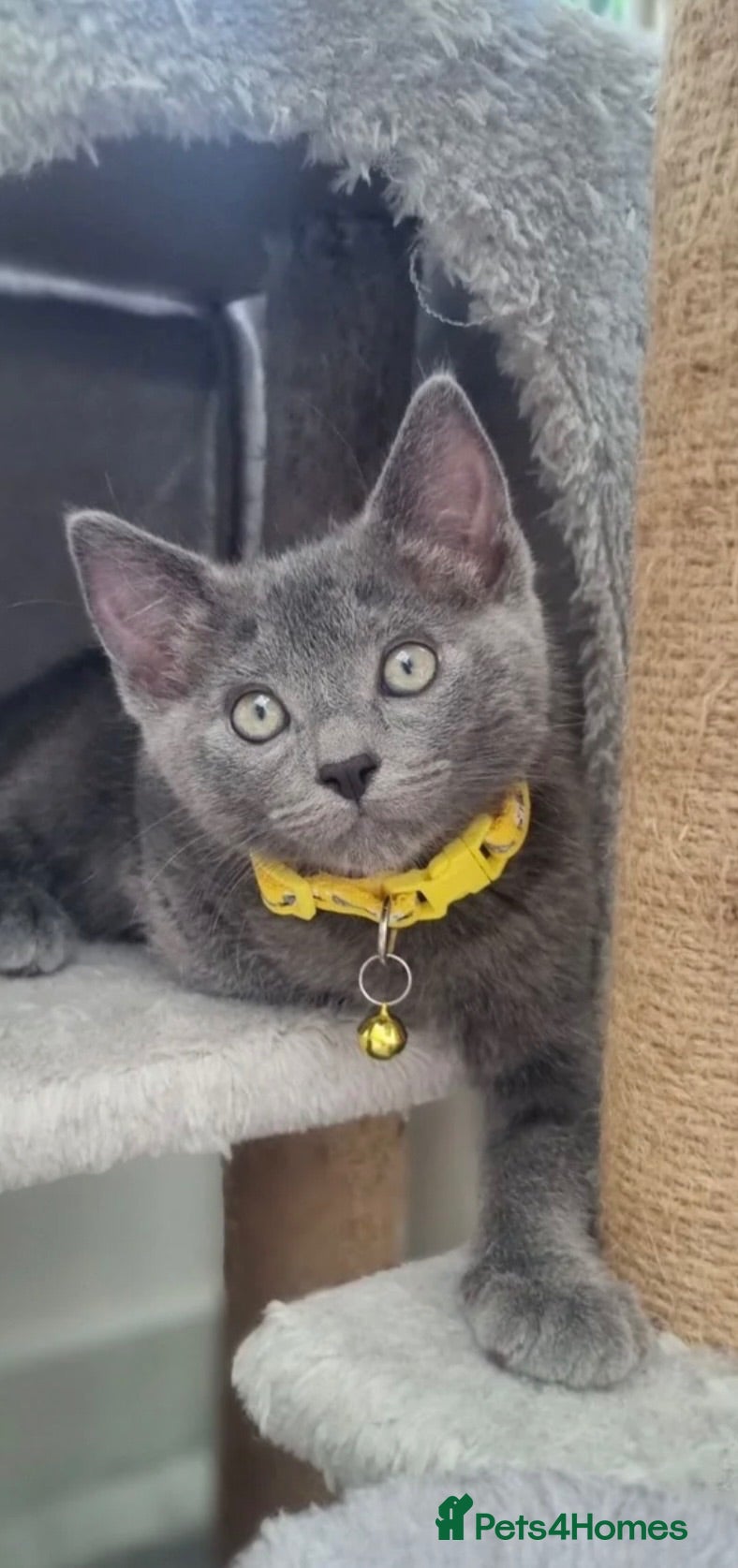 Mixed Breed cats Kitten 11 weeks old - Advert 11
