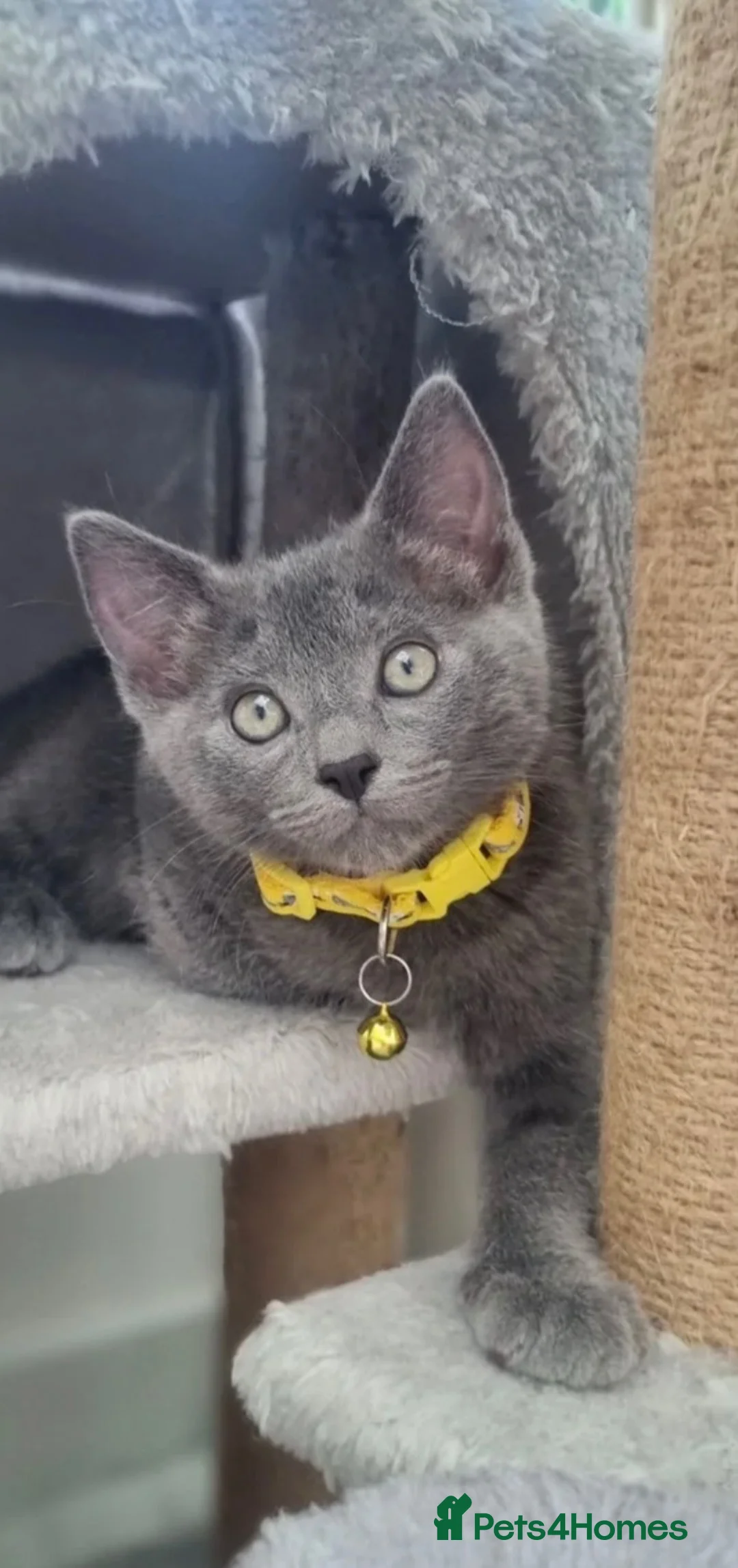 Mixed Breed cats for sale: Kitten 11 weeks old in Preston - Advert 1