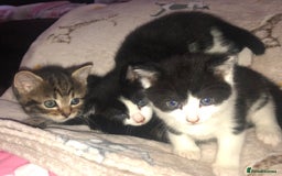 Mixed Breed cats for sale: Loving Kittens Looking For Forever Home - Image 6