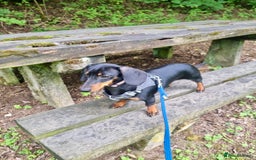 Miniature Dachshund dogs for sale: Miniature Dachshund- Female - 10 months old - Advert 9